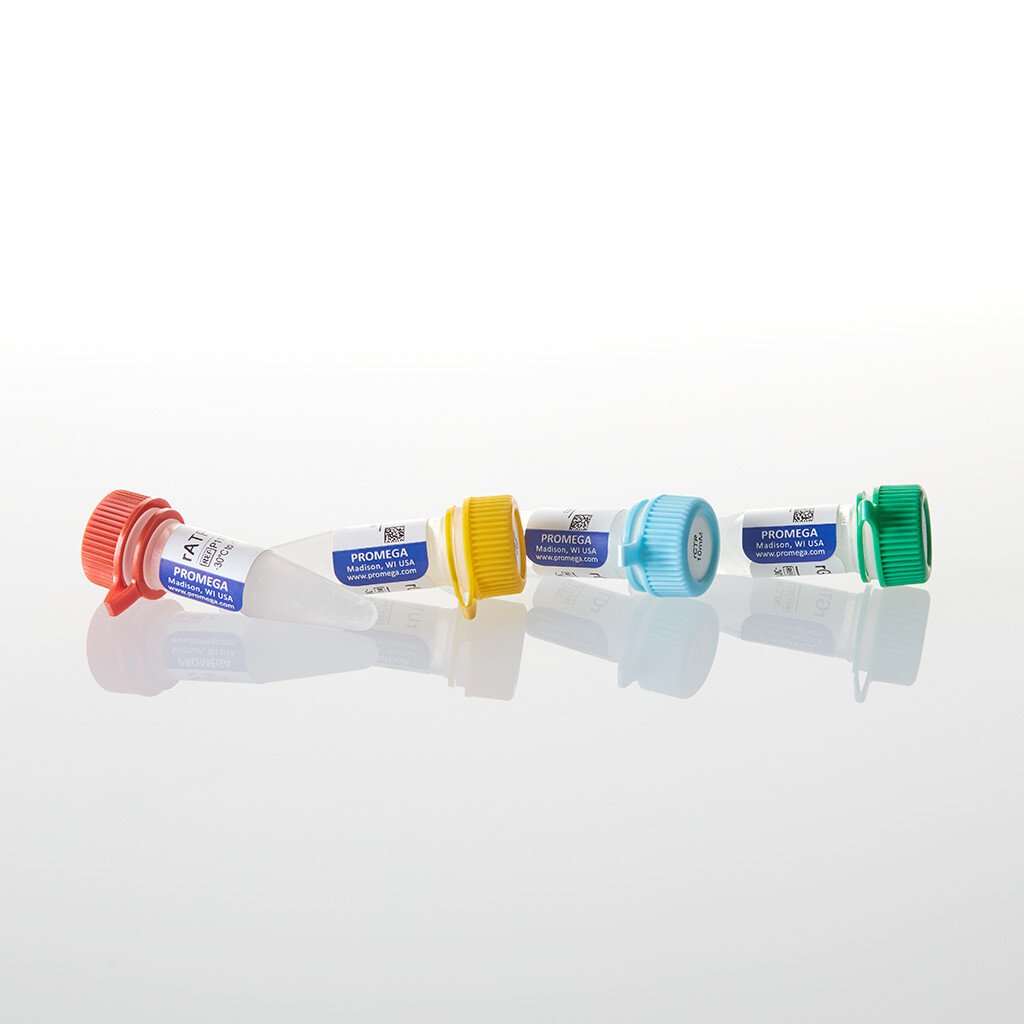 RATP rCTP rGTP rUTP each at 10mM 0,5 mL