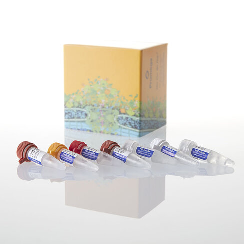 T7 RiboMAX Express RNAi System 50×20µl 1 reactions