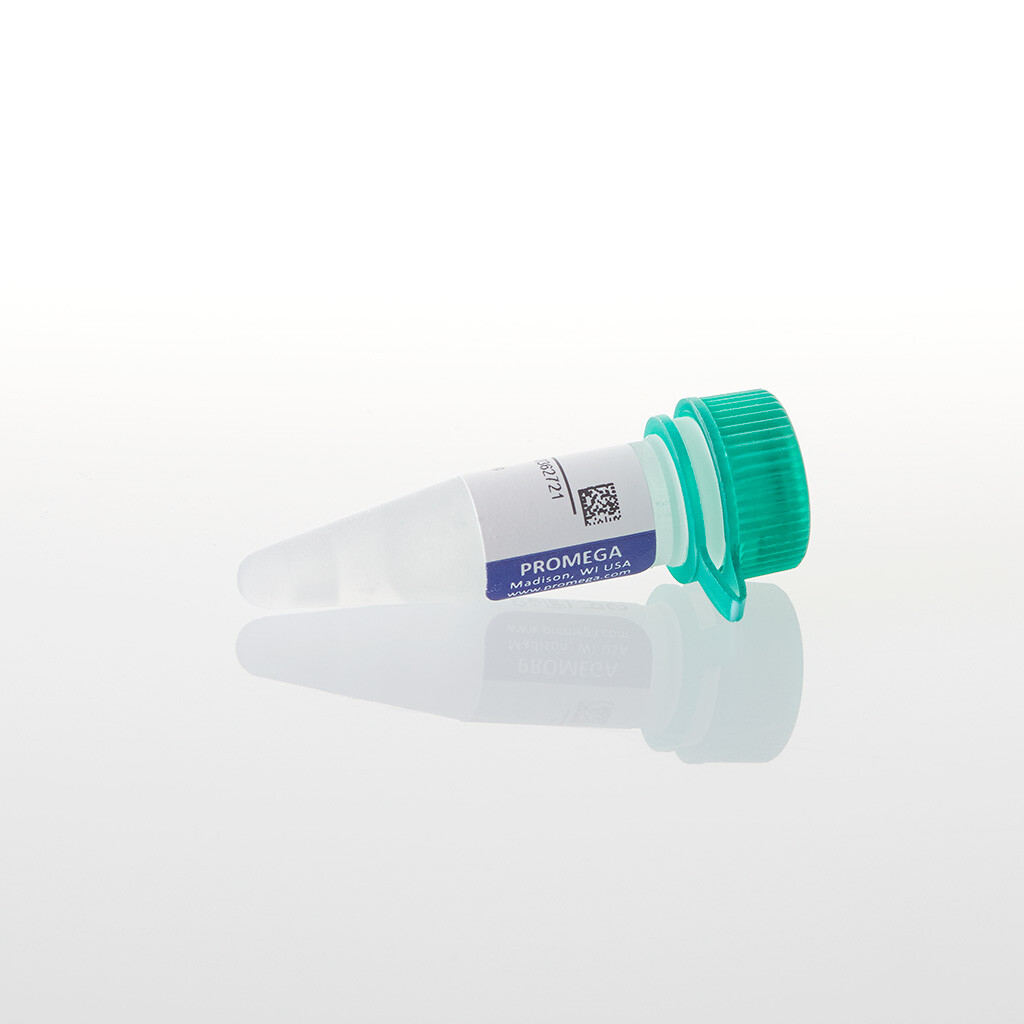 SP6 Promoter Primer 2 µg