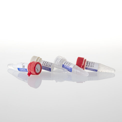 BamHI 2,500u 2500u 2500 unités