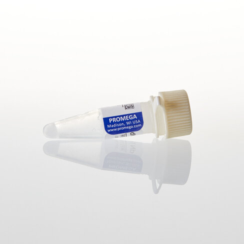 DNTP Mix 10mM 1000 µl