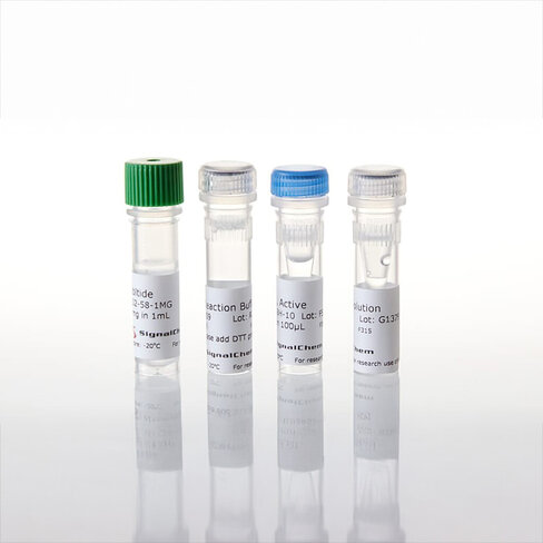 PRKG1 (PKG) Kinase Enzyme System 1 mg