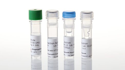 ADP-Glo Assay+MEK4 (MAP2K4) KES 1 each