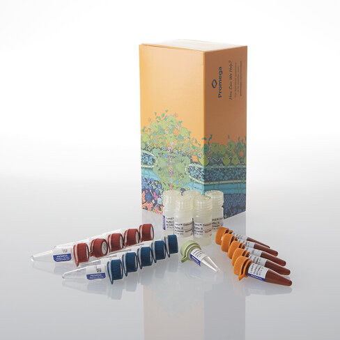 Lumit IFN-beta (Human) Immunoassay